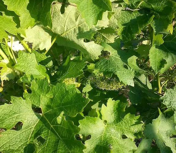 Maison De La Craffe 度假居